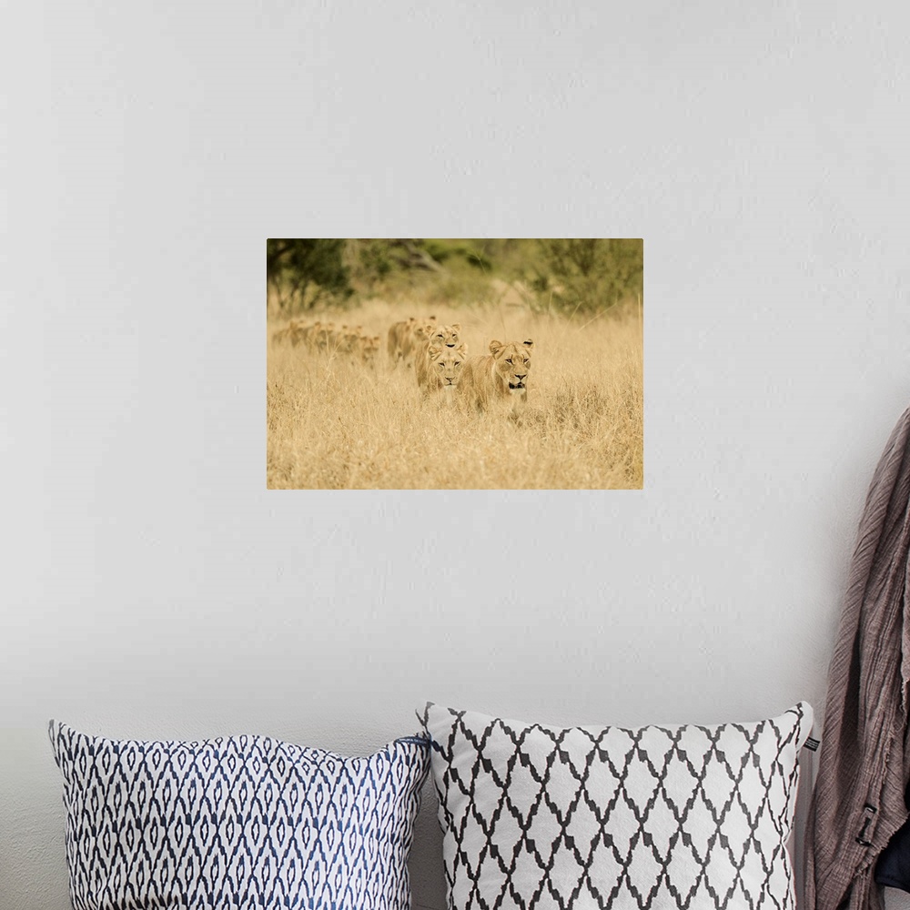 A bohemian room featuring A group of lions stalking prey in tall grass in Africa.