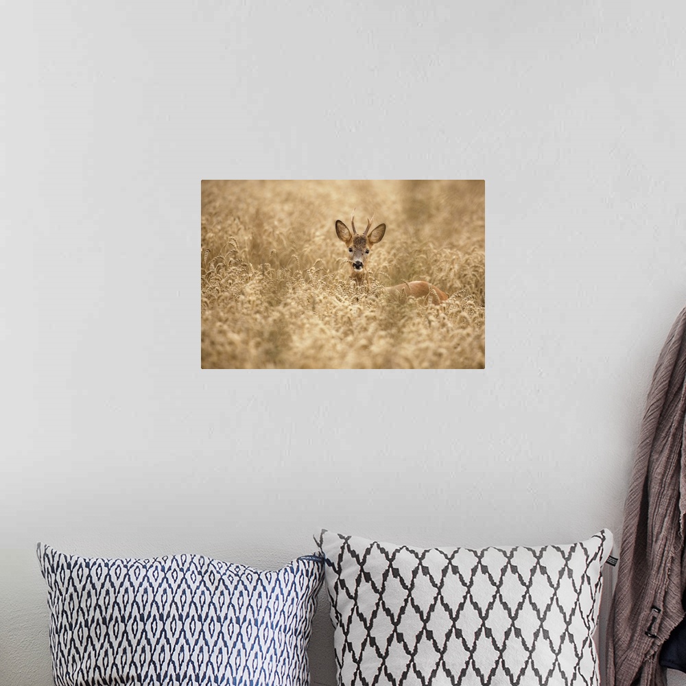 A bohemian room featuring Deer In The Field