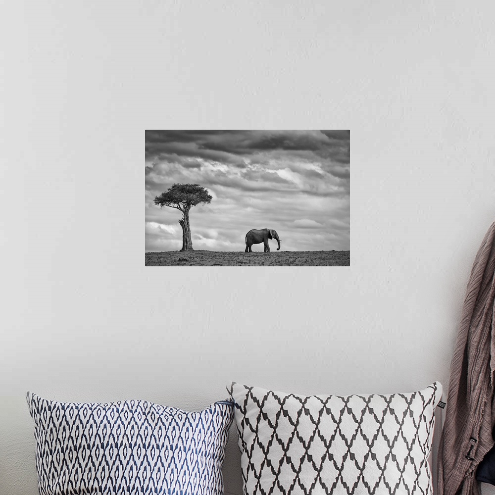 A bohemian room featuring A lone elephant stands near a tree in the Masai Mara Kenyan park.