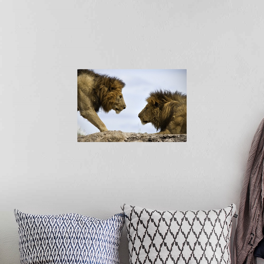 A bohemian room featuring A male lion approaches another on a rocky plain.