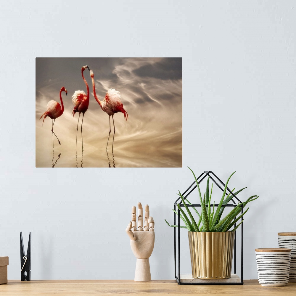 A bohemian room featuring Two Caribbean Flamingoes argue while another one watches calmly, all  standing in shallow water r...