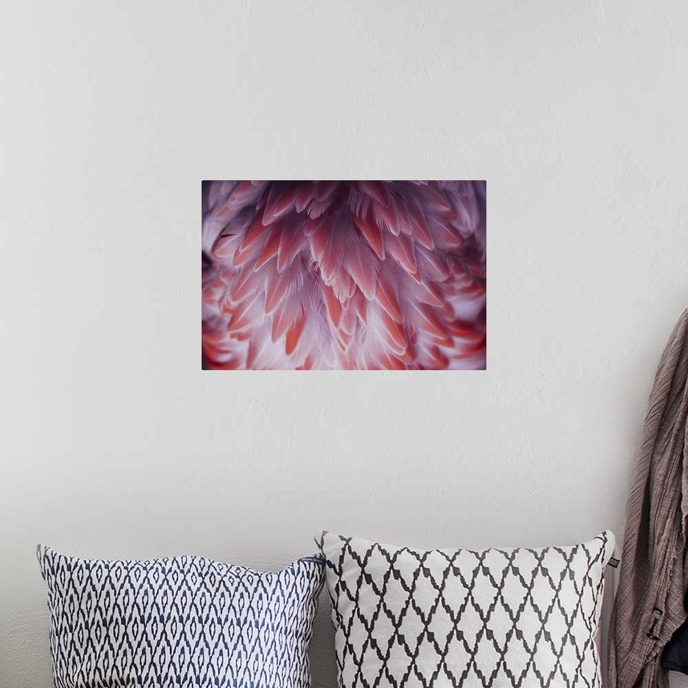 A bohemian room featuring Beautiful close-up of the feathers of a pink flamingo bird.