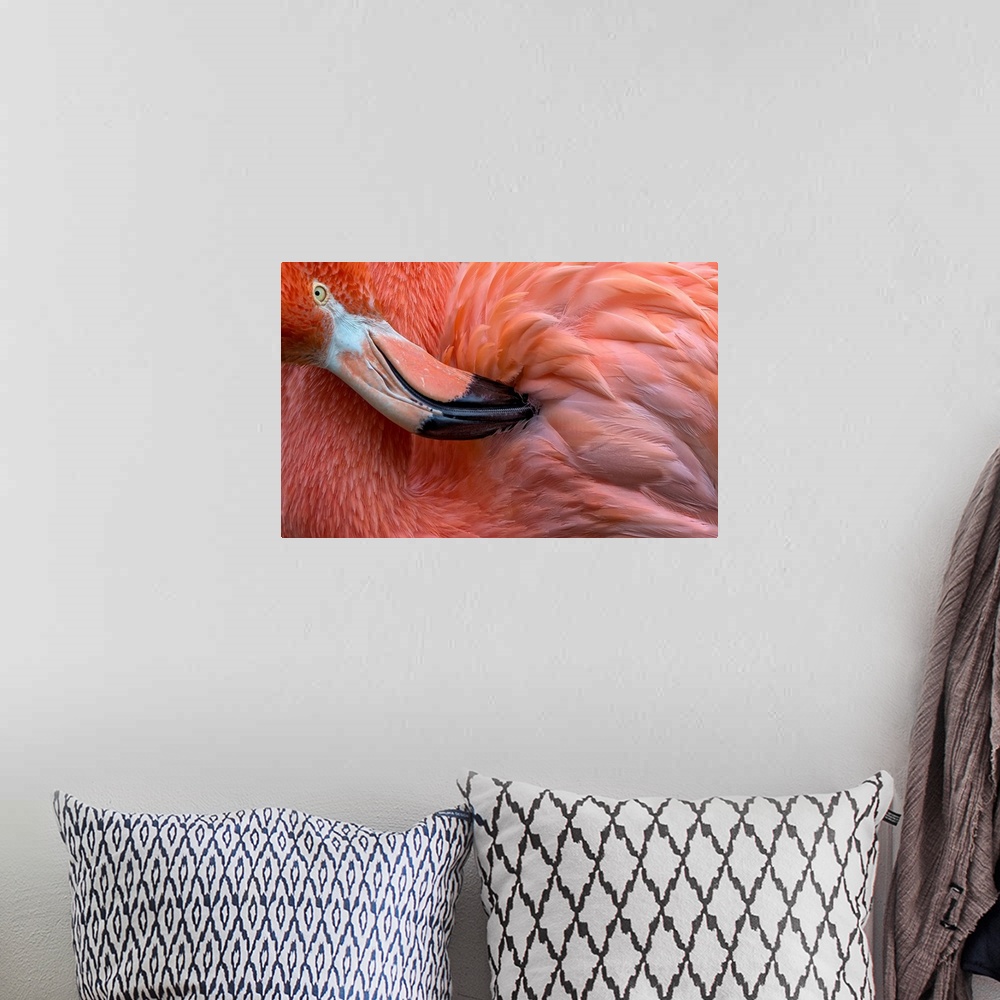 A bohemian room featuring Flamingo Close Up