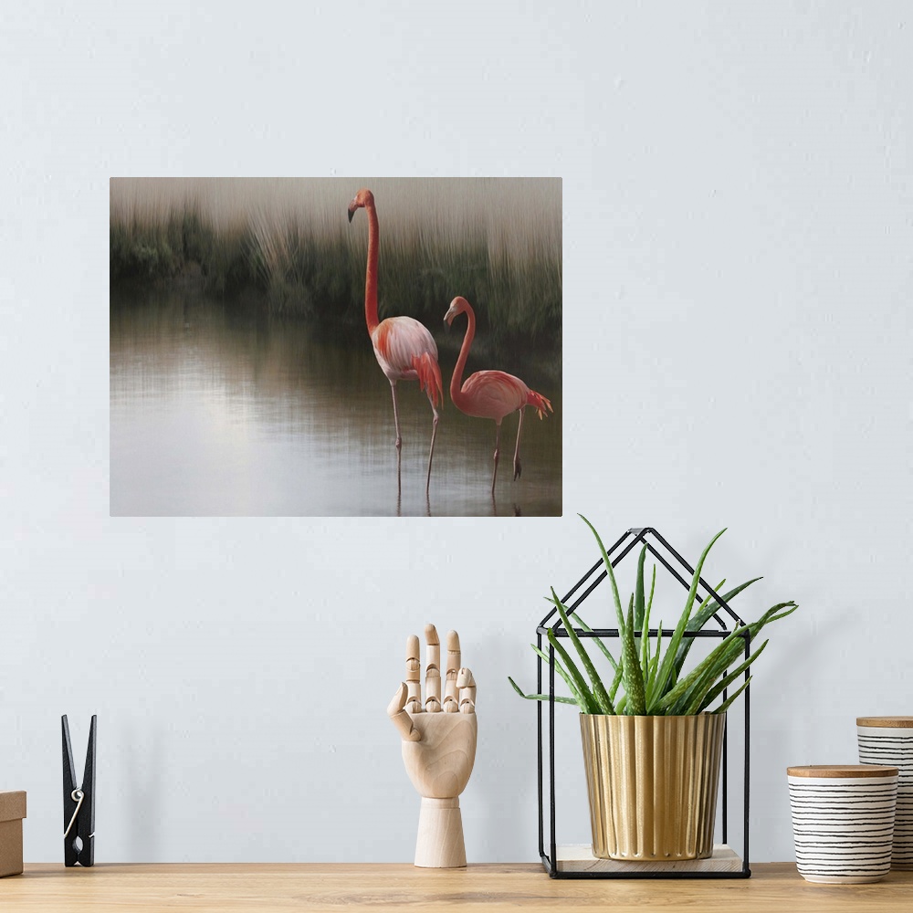 A bohemian room featuring Portrait of two American Flamingos standing in shallow water.