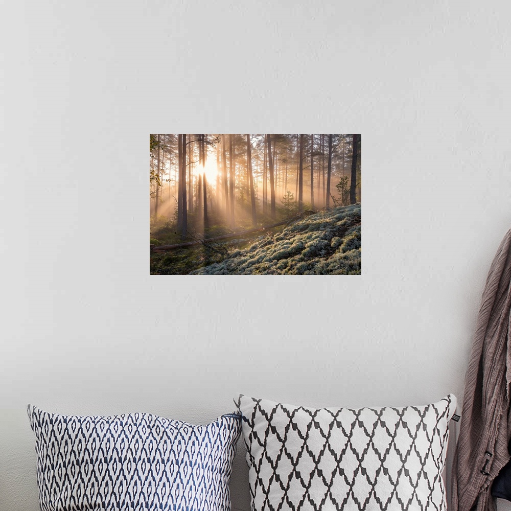 A bohemian room featuring Fog In The Forest With White Moss In The Forground