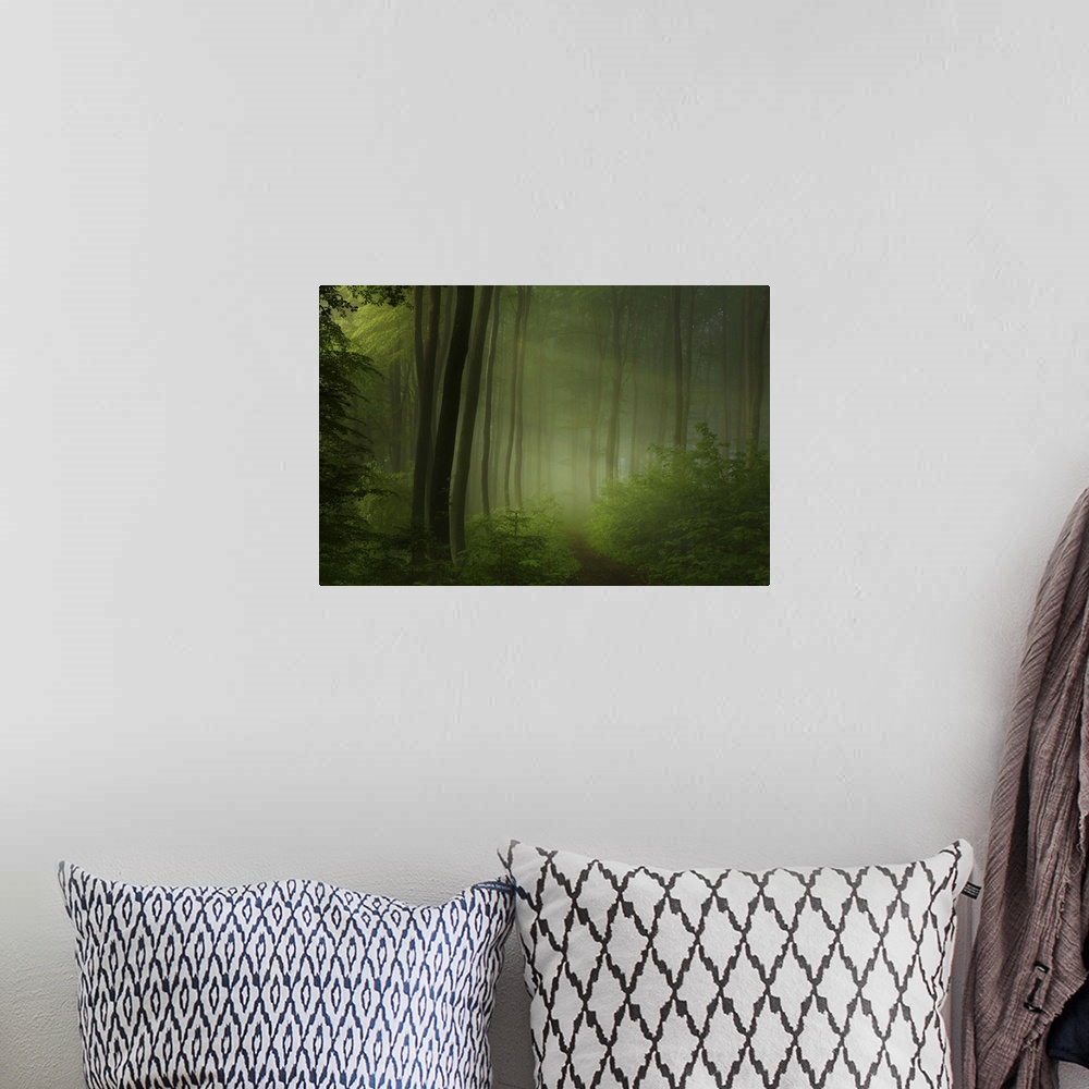 A bohemian room featuring A path through a forest full of ferns, with beams of sunlight shining through the mist.