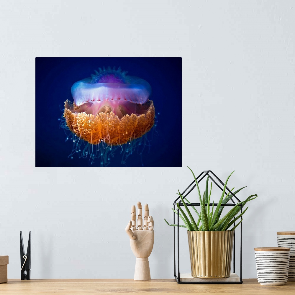A bohemian room featuring A jellyfish with bright colors and thin tentacles floating in the ocean.