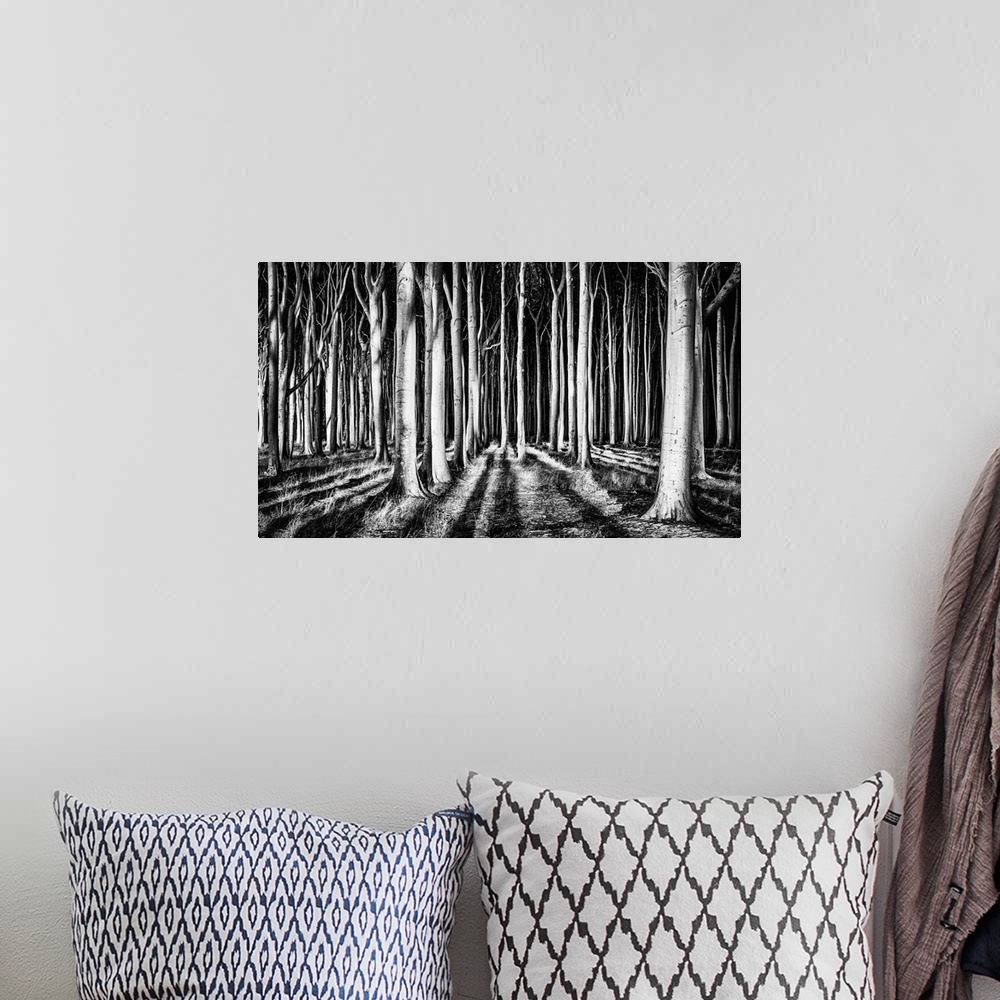 A bohemian room featuring High contrast image of a forest of sturdy trees, resembling columns.