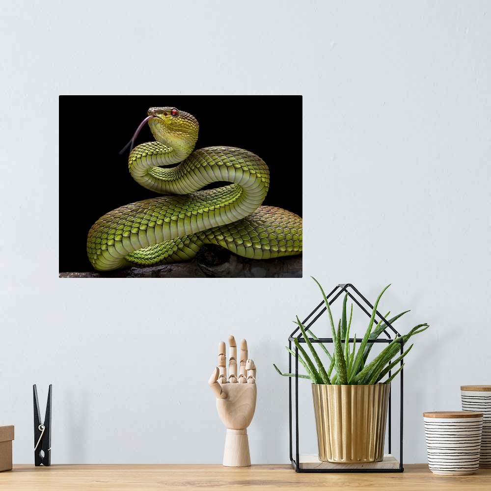 A bohemian room featuring Golden Venomous Viper Snake