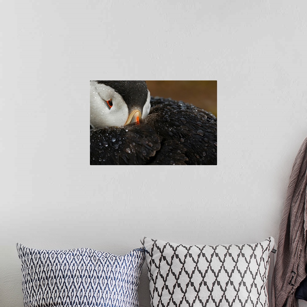 A bohemian room featuring Close-up photograph of a puffin covered in water droplets.