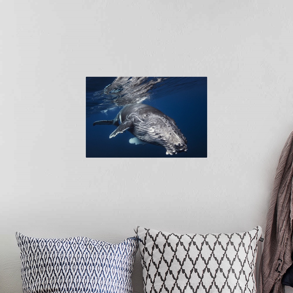 A bohemian room featuring Close-up photograph of a humpback whale swimming around Reunion Island, France.