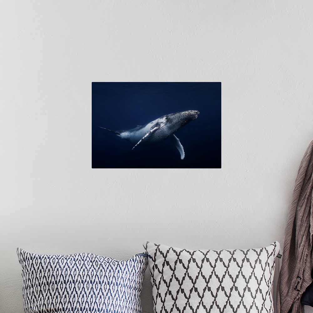 A bohemian room featuring Humpback Whale In Blue