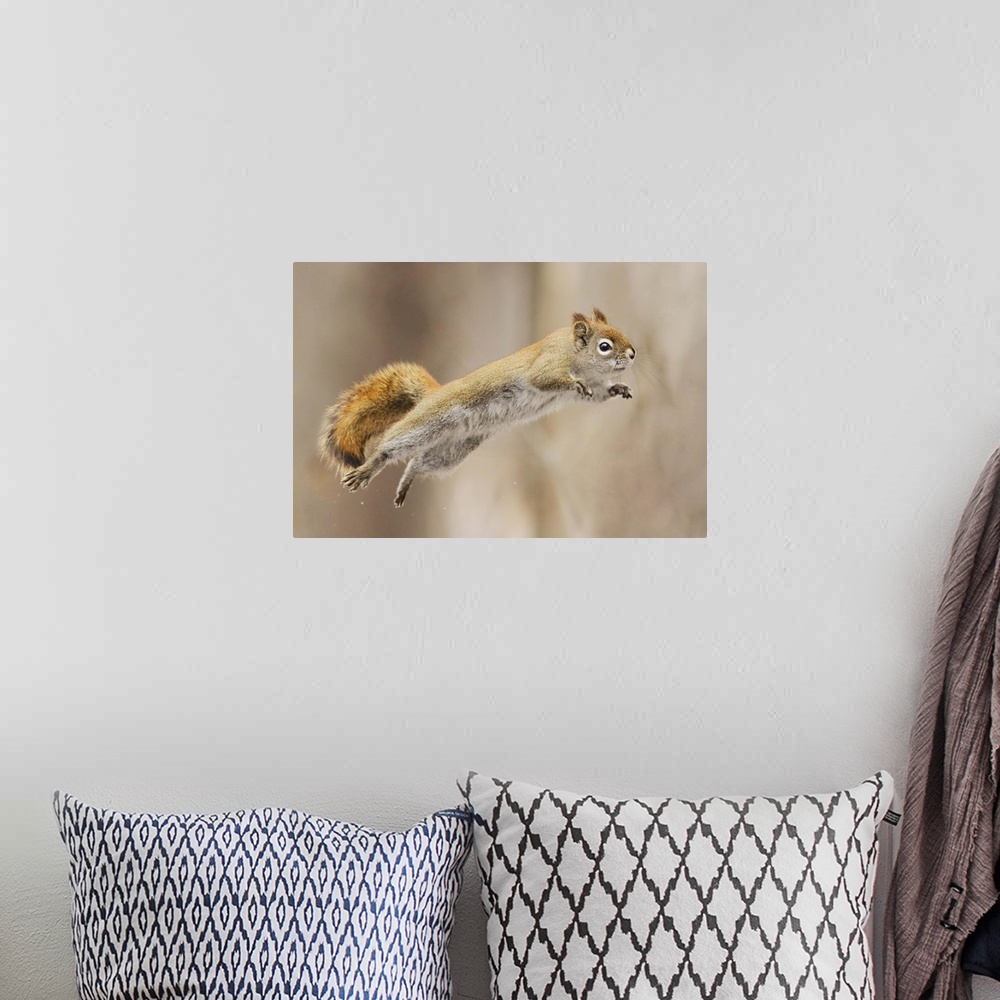 A bohemian room featuring A squirrel takes a flying leap.