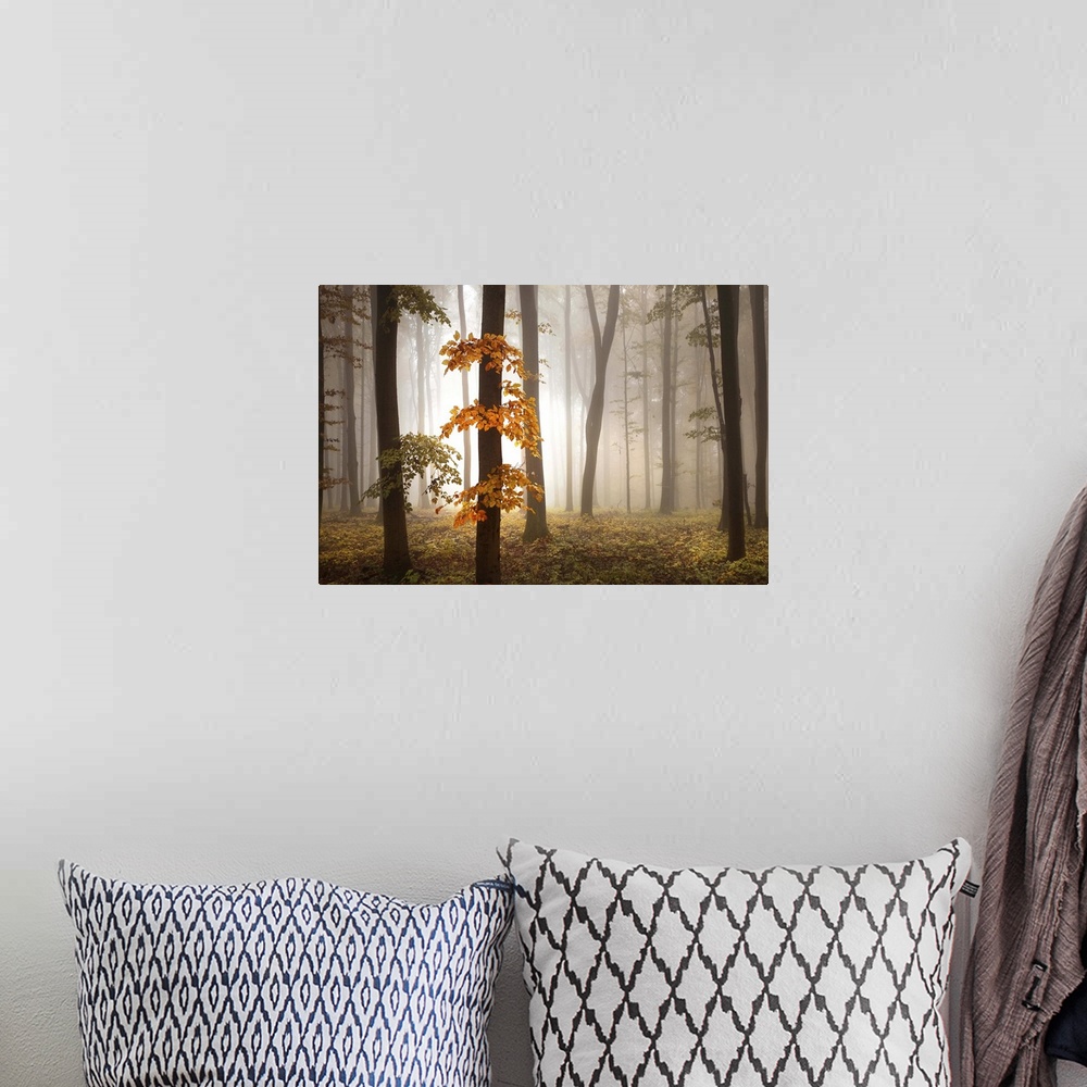 A bohemian room featuring Misty forest glowing with afternoon light, with vivid orange leaves.