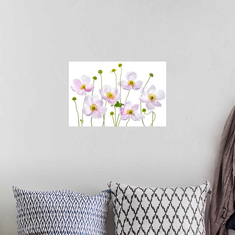 A bohemian room featuring Light pink anemone flowers on a white background.