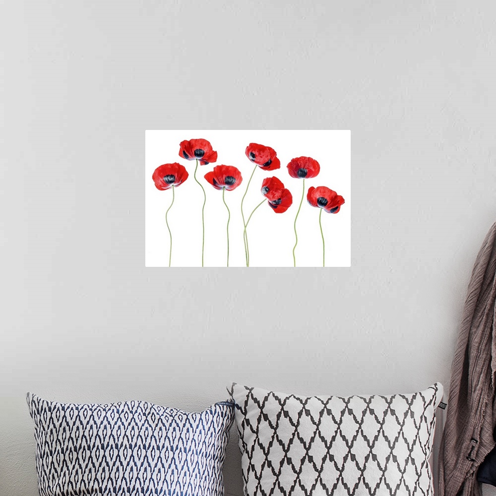 A bohemian room featuring Ladybird Poppies