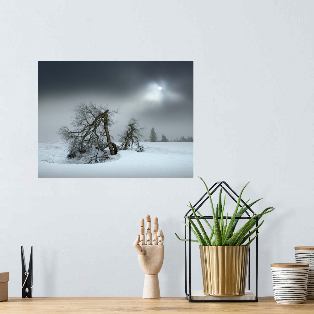 A bohemian room featuring Barren trees in the snow under the winter sun obscured by thick clouds, Hornisgrinde, Black Fores...