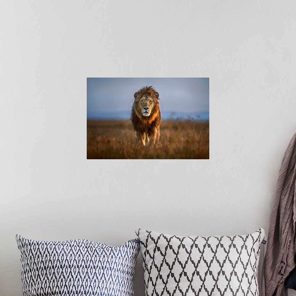 A bohemian room featuring Lion Close Up