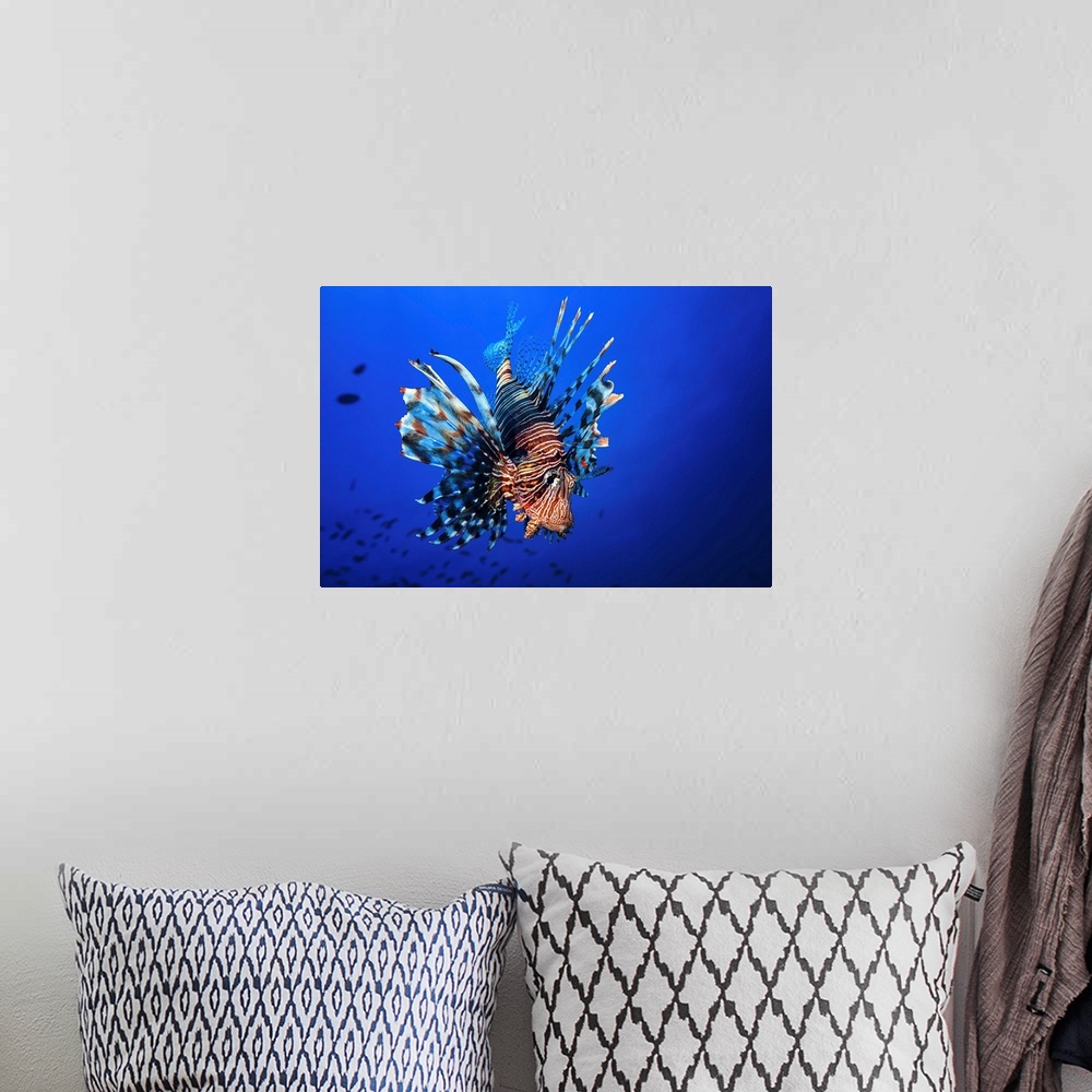 A bohemian room featuring Lionfish