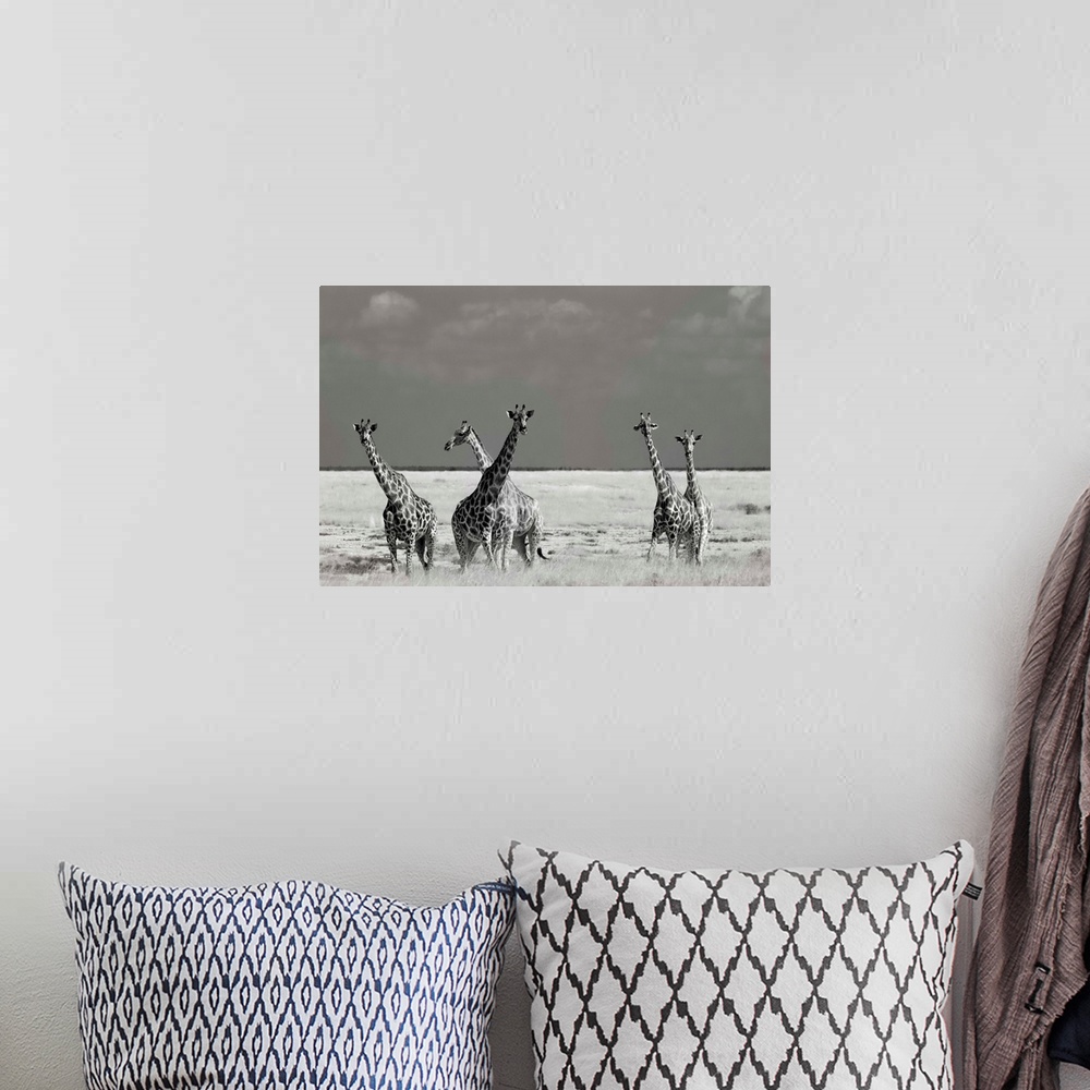 A bohemian room featuring A black and white photograph of a group of a giraffes standing around in the Savannah.