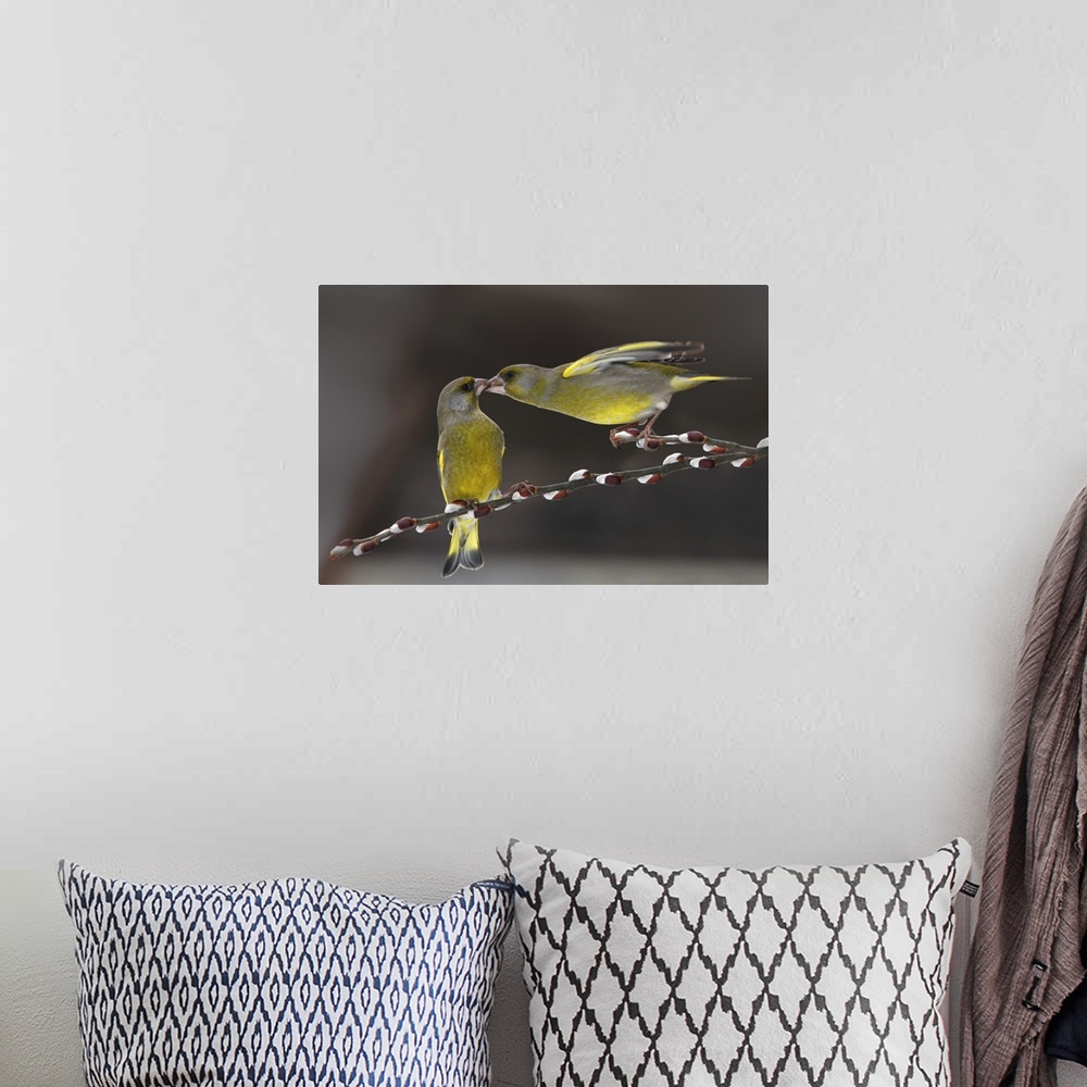 A bohemian room featuring Cute image of two Green Finches in love balancing on a thin branch.