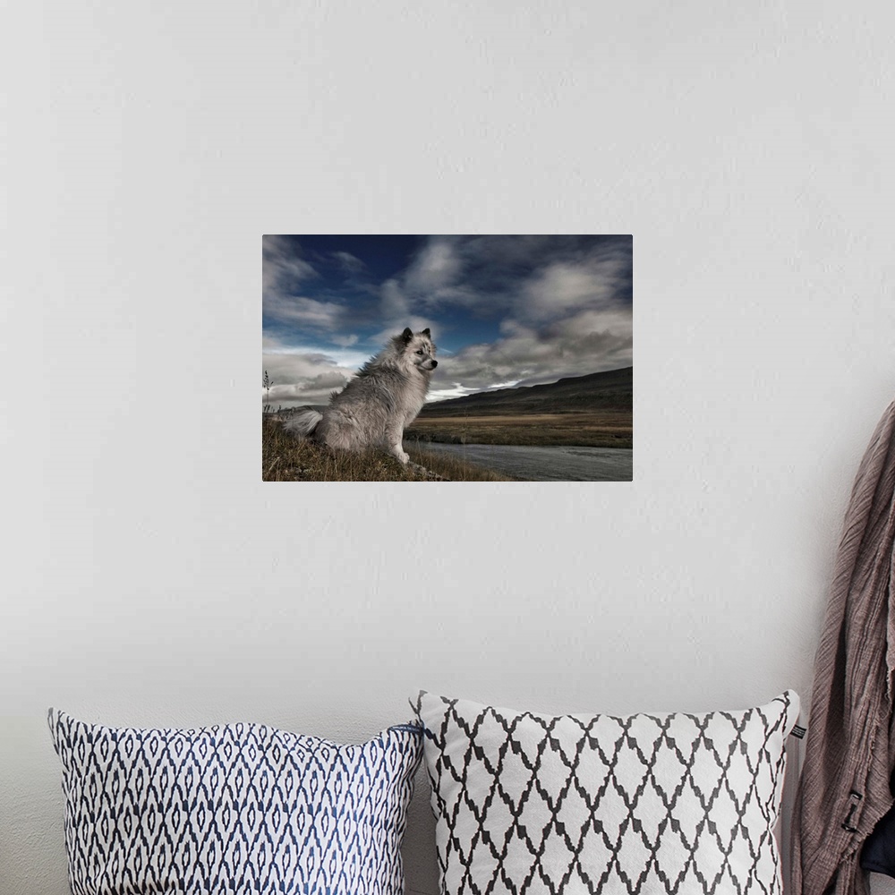 A bohemian room featuring A grey and white dog sitting by the edge of a river in a rural landscape with clouds in the sky.