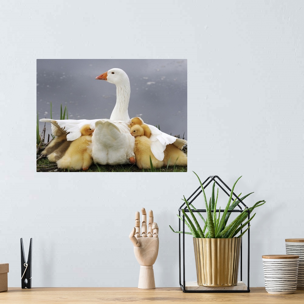 A bohemian room featuring A mother goose shielding her goslings from a rain.