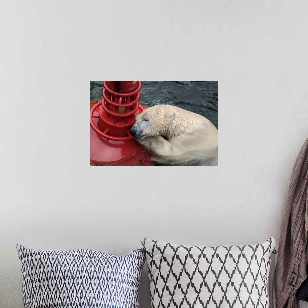 A bohemian room featuring An exhausted looking polar bear rests on a bright red buoy in the water.