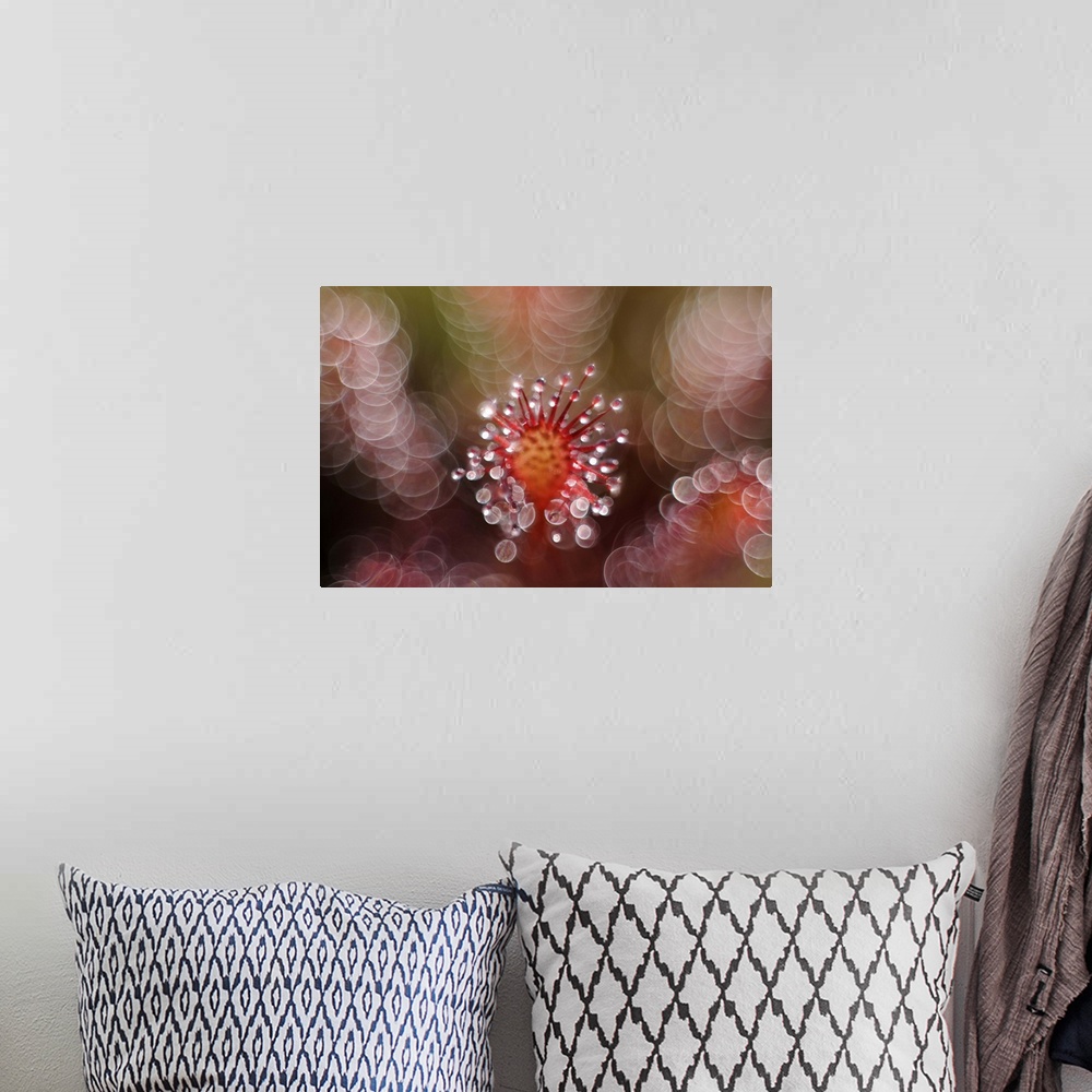 A bohemian room featuring Macro image of a spiky flower covered in dew drops, surrounded by bokeh lights.
