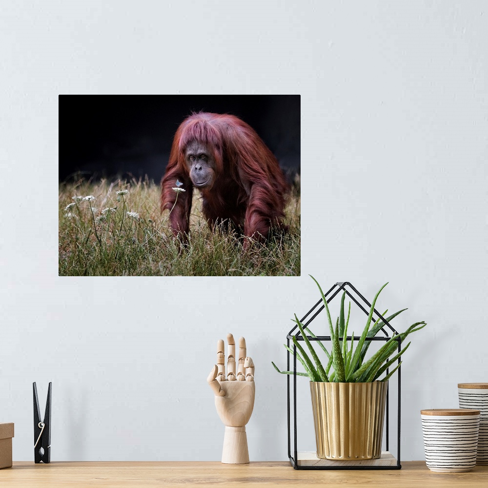 A bohemian room featuring Orang-utan With Butterfly