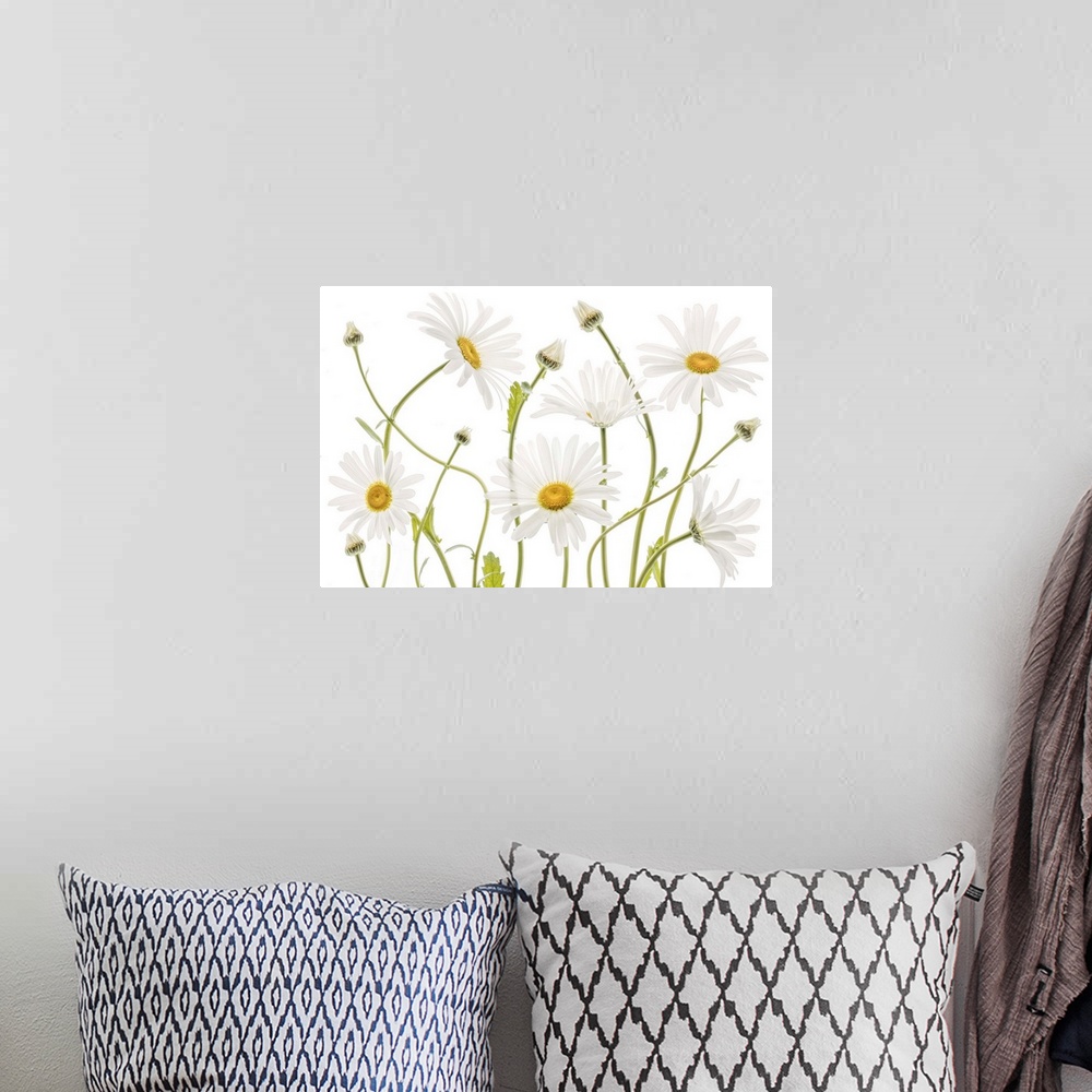 A bohemian room featuring Curling white daisies on a white background.
