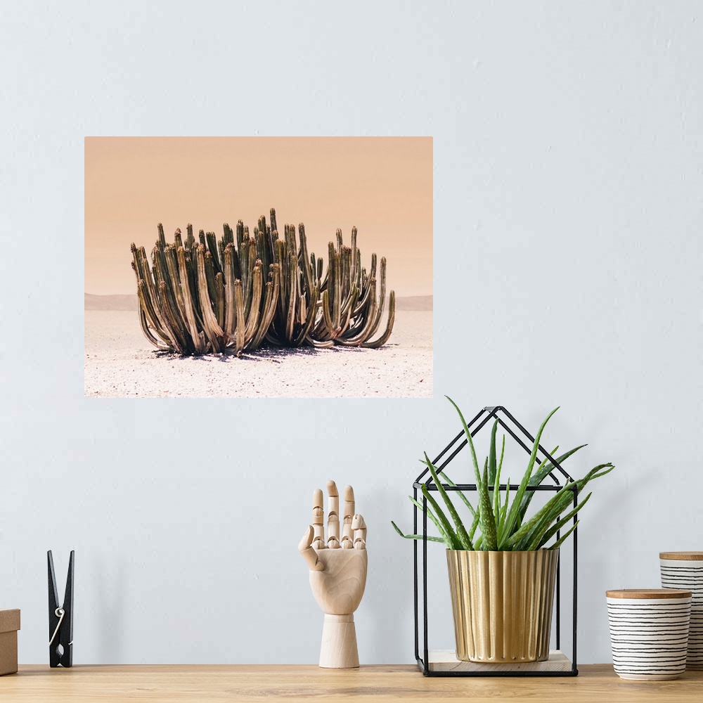 A bohemian room featuring Peach Sky Cactus