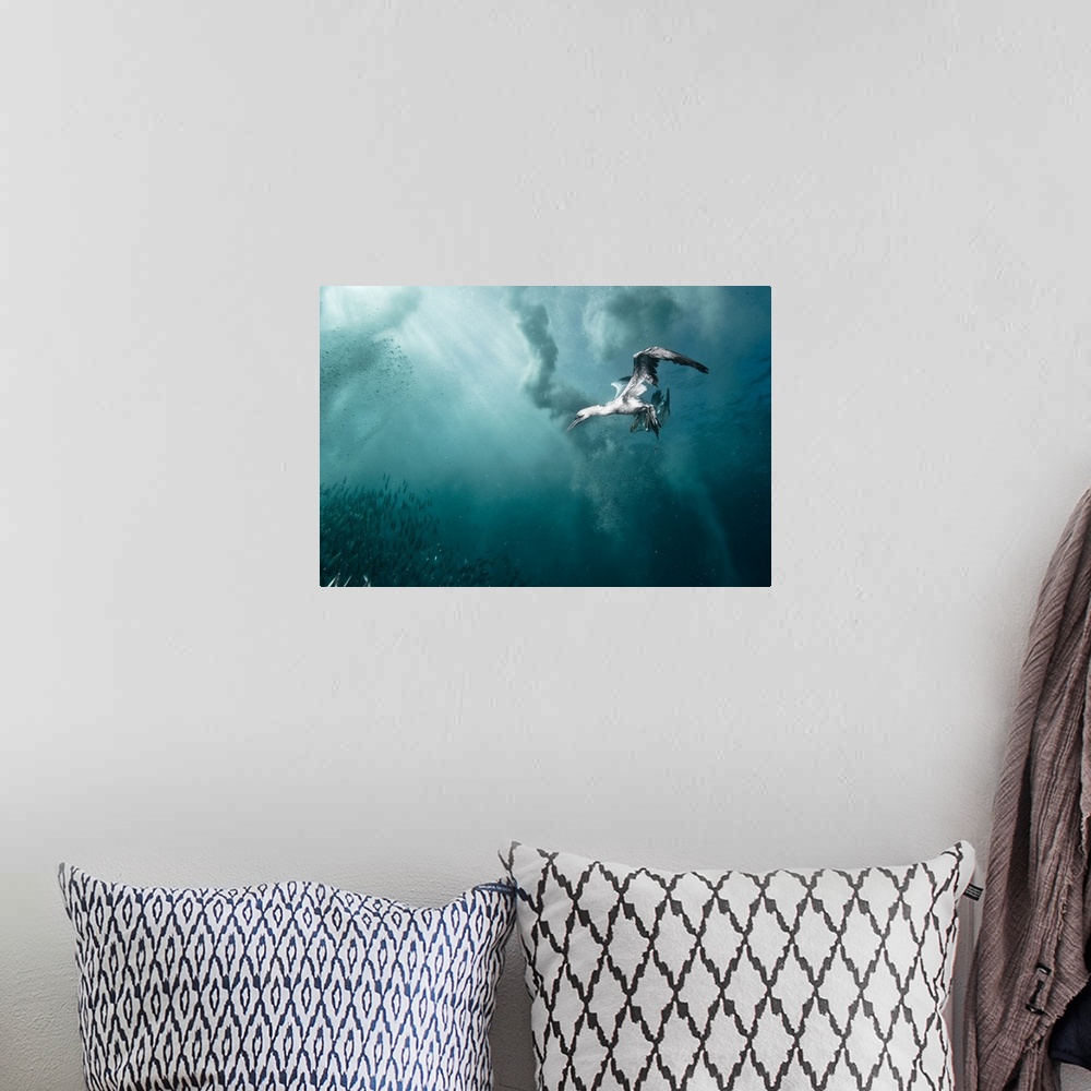 A bohemian room featuring A gannet dives underwater to catch some fish, South Africa.