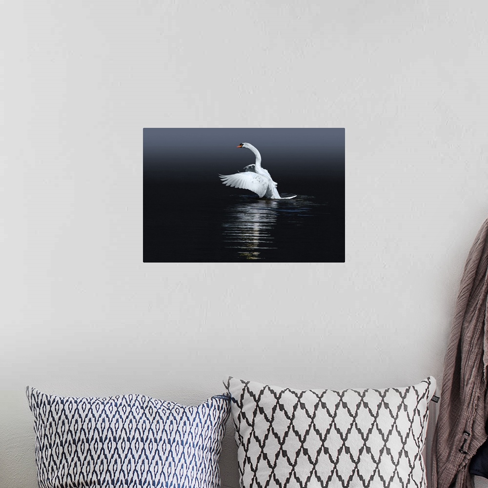 A bohemian room featuring A Mute Swan flaps its wings, preparing to take off from the water.
