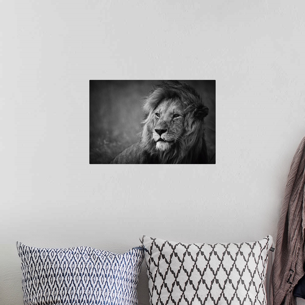 A bohemian room featuring Black and white portrait of a proud-looking male lion.