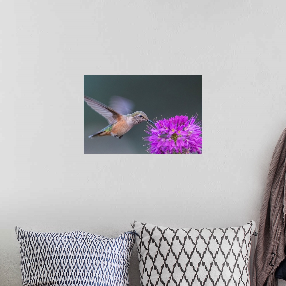 A bohemian room featuring Rufous Hummingbird