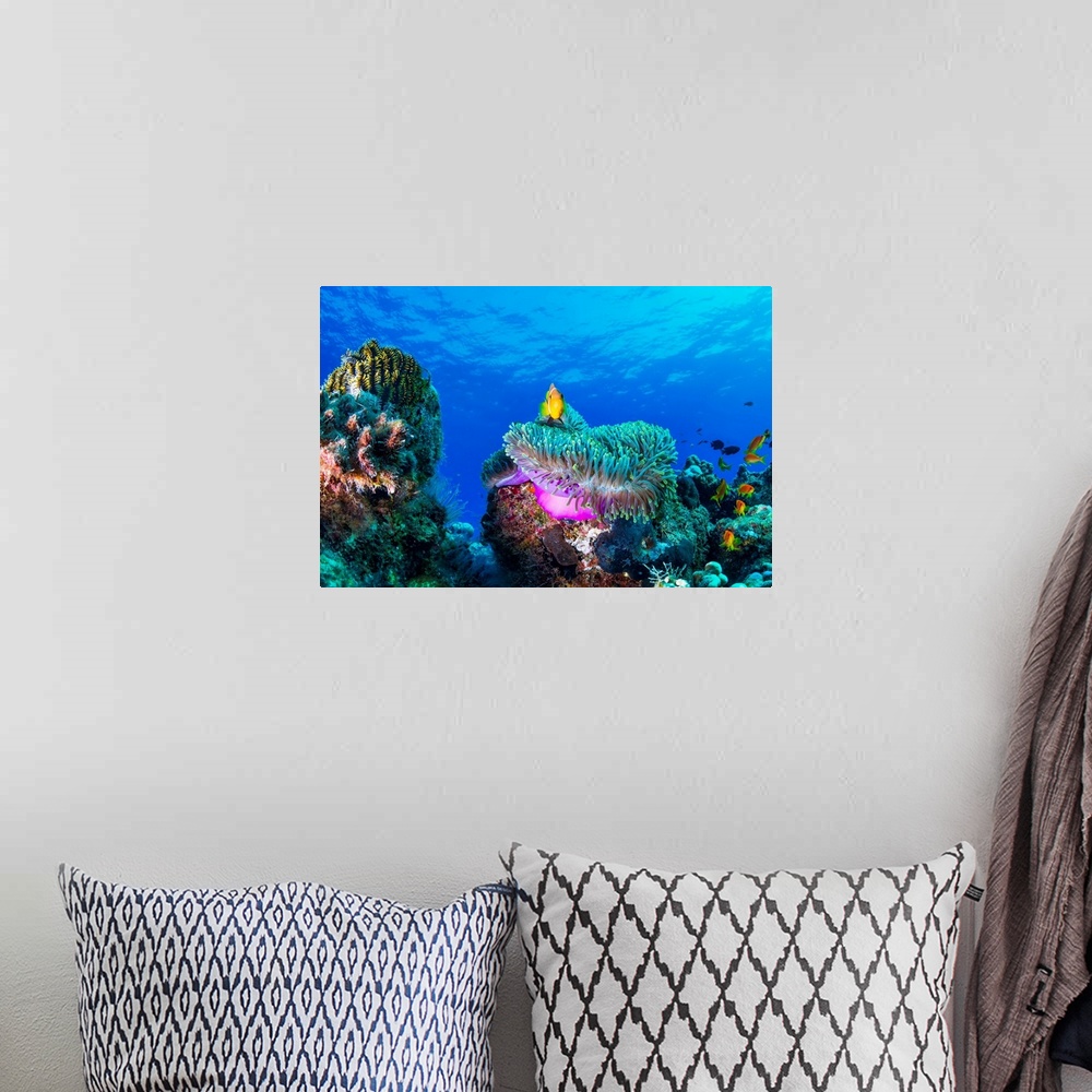 A bohemian room featuring Sea Life