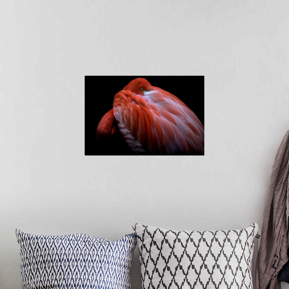 A bohemian room featuring A Caribbean Flamingo with its head buried in its feathers, with just its eye visible.