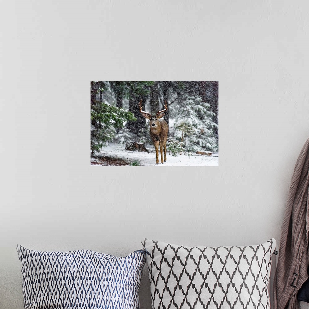 A bohemian room featuring Snow Storm And The Buck Deer