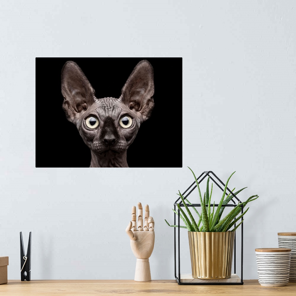 A bohemian room featuring Portrait of a hairless Sphynx cat with large eyes.