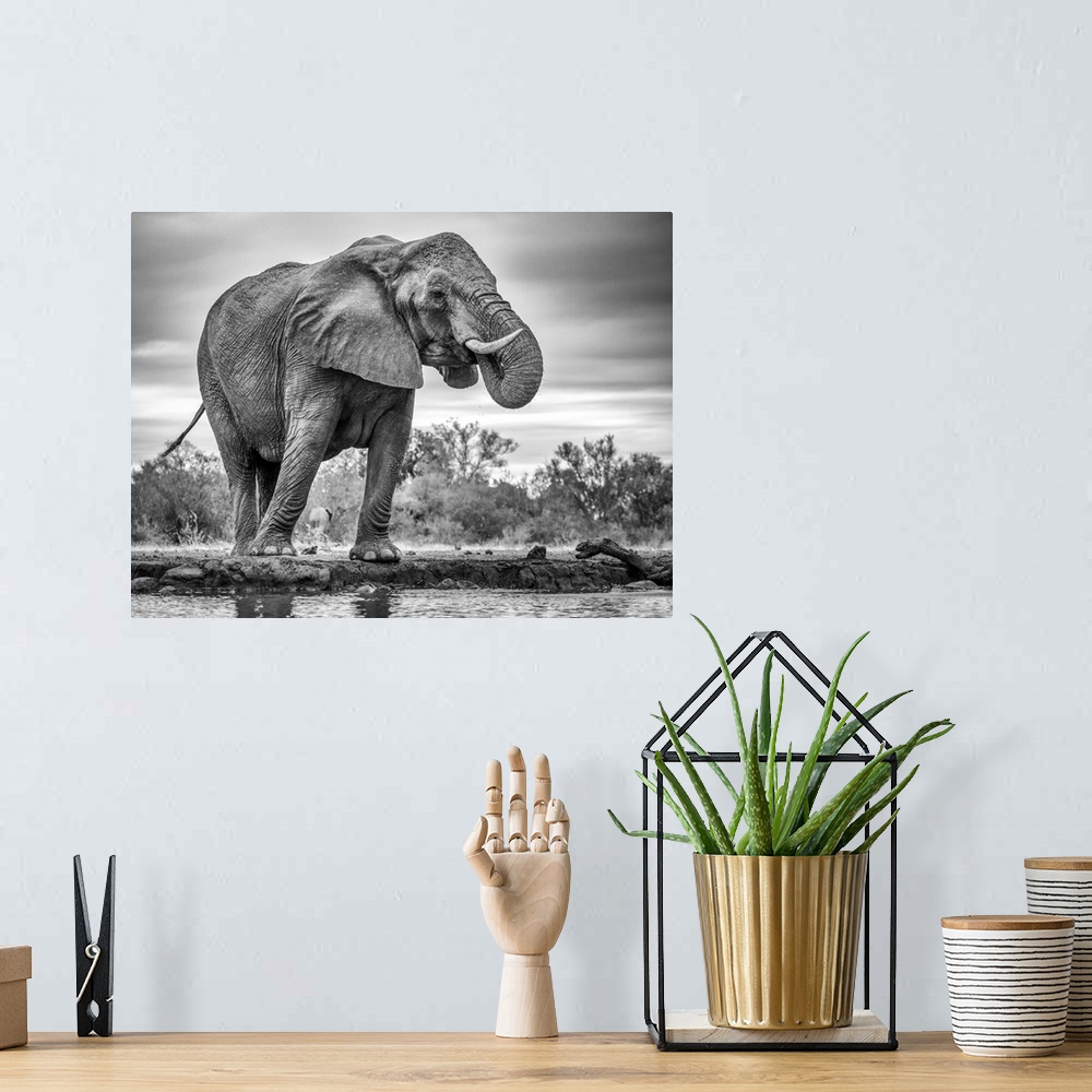 A bohemian room featuring A giant African elephant standing in front of water taking a drink.
