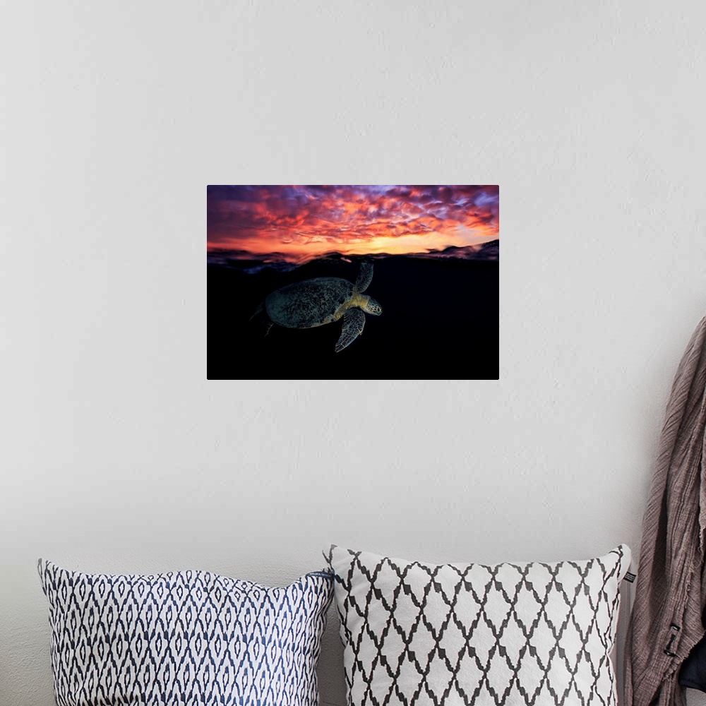 A bohemian room featuring Sunset Turtle