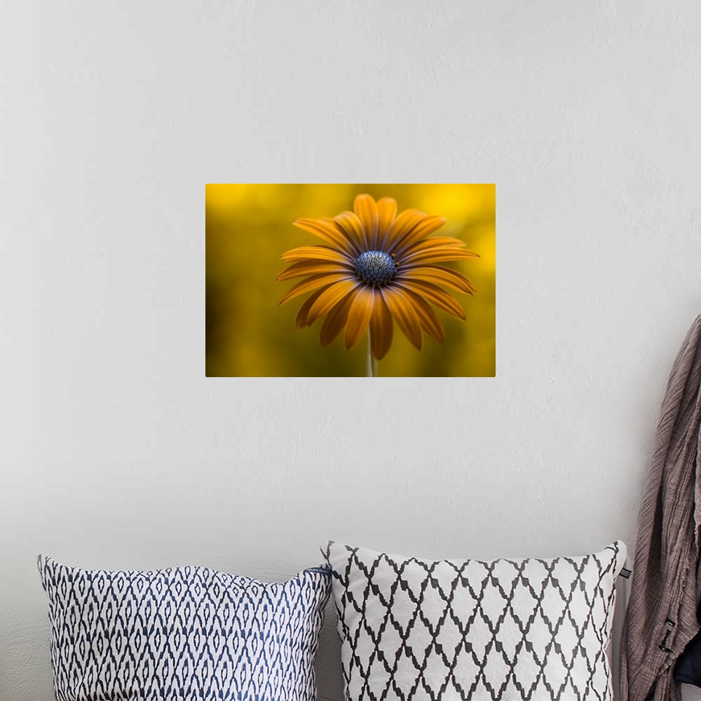 A bohemian room featuring A bright yellow daisy with long petals.