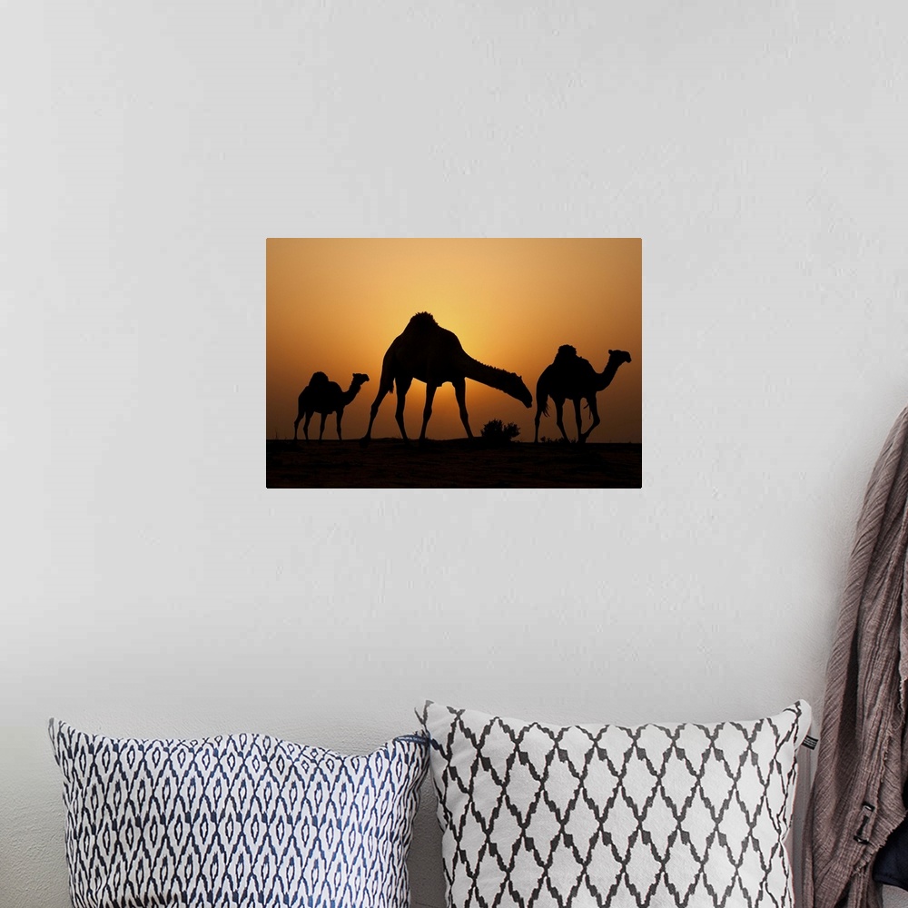 A bohemian room featuring Silhouettes of three camels in the desert at sunset.