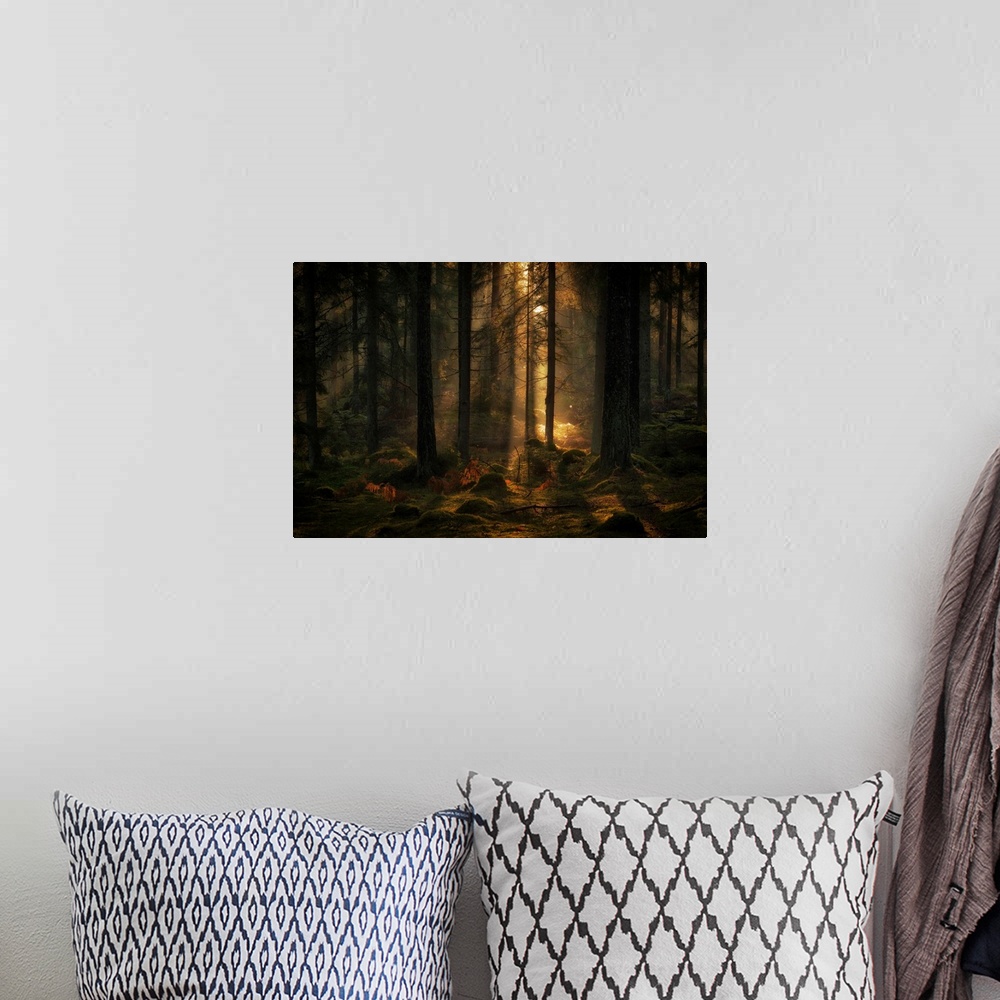 A bohemian room featuring The Light In The Forest