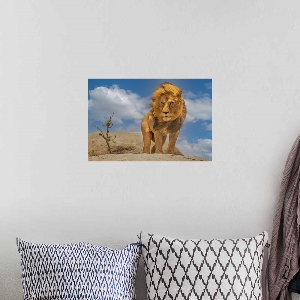 A bohemian room featuring The Lion King