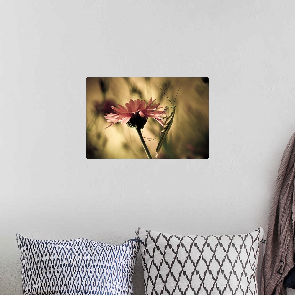 A bohemian room featuring A large praying mantis hangs onto the petals of a pink flower.