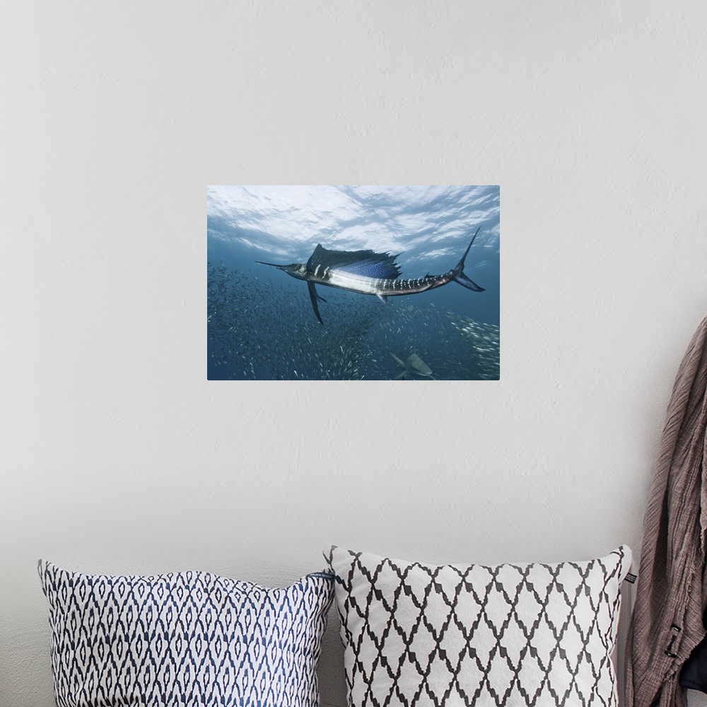 A bohemian room featuring A sailfish swims through a school of smaller fish, with a shark passing by below.