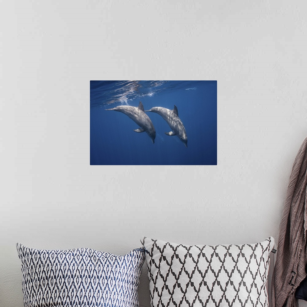 A bohemian room featuring Two Bottlenose Dolphins