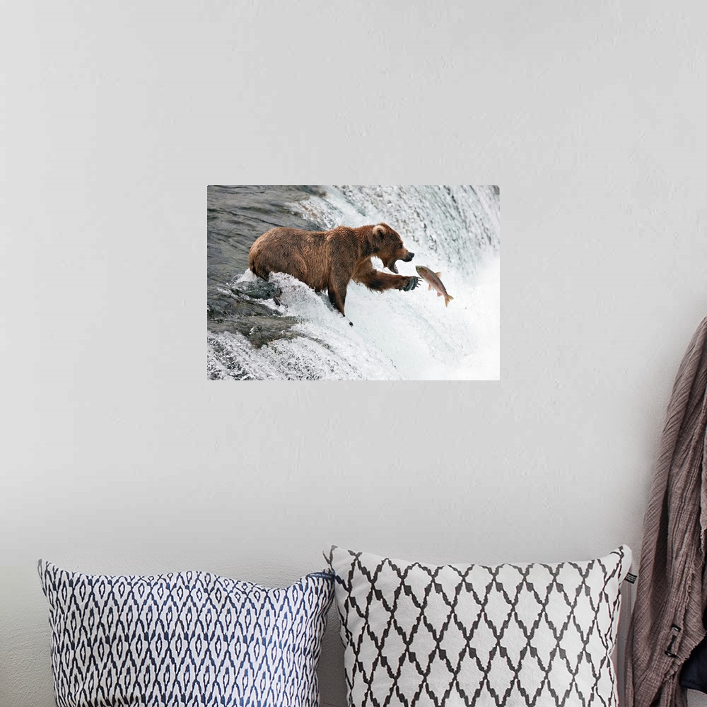 A bohemian room featuring A grizzly bear standing on the edge of a waterfall reaches out to catch a fish flying through the...